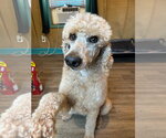 Small #1 Poodle (Standard)