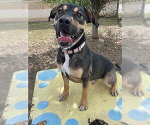 Rottweiler-Unknown Mix Dogs for adoption in Ocala, FL, USA