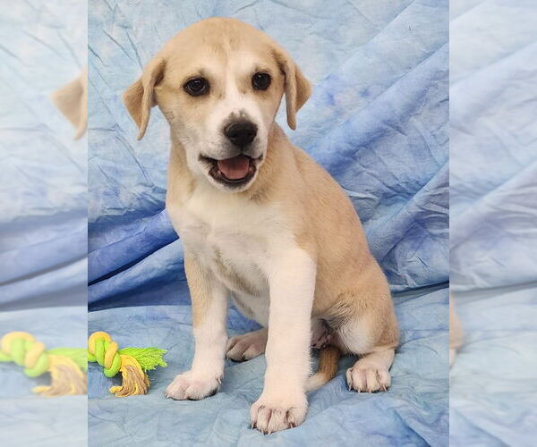 Medium Photo #2 Labsky Puppy For Sale in Wetumpka, AL, USA