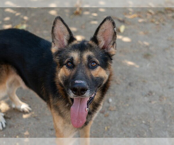 Medium Photo #1 German Shepherd Dog Puppy For Sale in Martinez, CA, USA