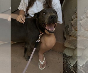 Blossom - Female Labrador Retriever-Unknown Mix Dog for Adoption - Photo #3