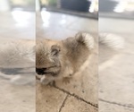 Small Photo #6 Pomeranian Puppy For Sale in LEHIGH ACRES, FL, USA