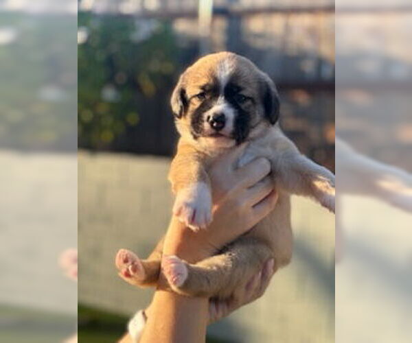 Medium Photo #7 Mutt Puppy For Sale in San Diego, CA, USA