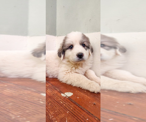 Great Pyrenees Puppy for sale in HEMBY, NC, USA