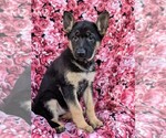 Small Photo #1 German Shepherd Dog Puppy For Sale in NEW PROVIDENCE, PA, USA