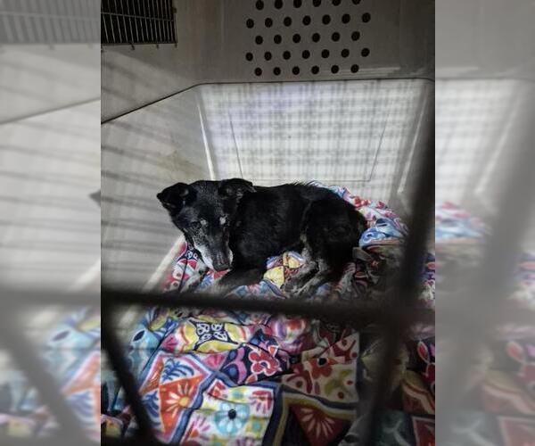 Medium Photo #1 Mutt Puppy For Sale in San Antonio, TX, USA