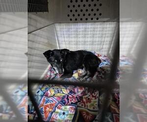 Mutt Dogs for adoption in San Antonio, TX, USA