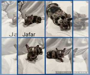 Medium French Bulldog