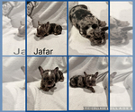 Puppy Jafar French Bulldog