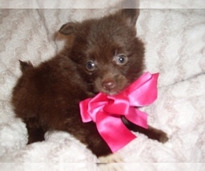 Pomeranian Puppy for sale in JACKSON, MS, USA