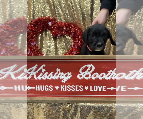 Medium Photo #3 Golden Retriever-Unknown Mix Puppy For Sale in Wenonah, NJ, USA