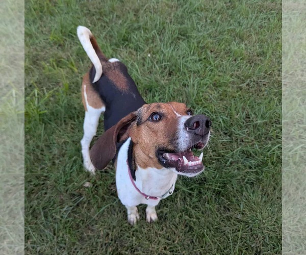 Medium Photo #7 Treeing Walker Coonhound-Unknown Mix Puppy For Sale in Brooklyn Center, MN, USA
