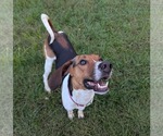 Small #6 Treeing Walker Coonhound Mix