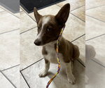 Small Photo #3 Border Collie-Unknown Mix Puppy For Sale in Clinton, OK, USA