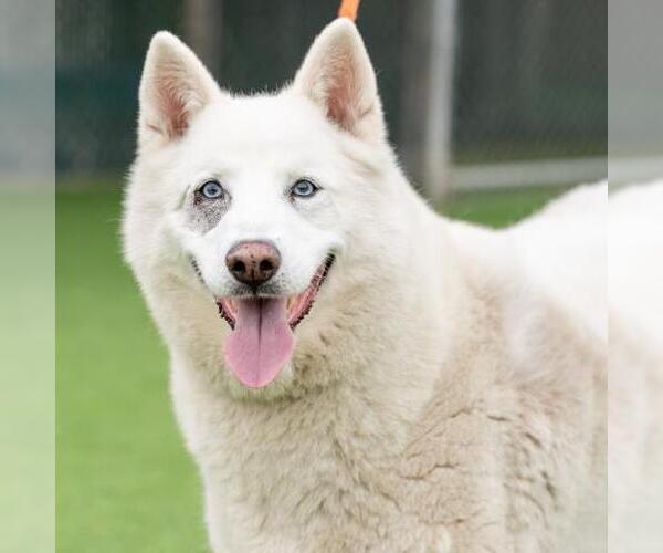 Medium Photo #1 Siberian Husky Puppy For Sale in Camarillo, CA, USA