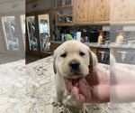 Small Photo #8 Labrador Retriever Puppy For Sale in ROMOLAND, CA, USA