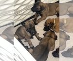 Small Photo #5 Belgian Malinois Puppy For Sale in VALRICO, FL, USA