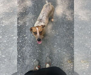 Mutt Dogs for adoption in Candler, NC, USA