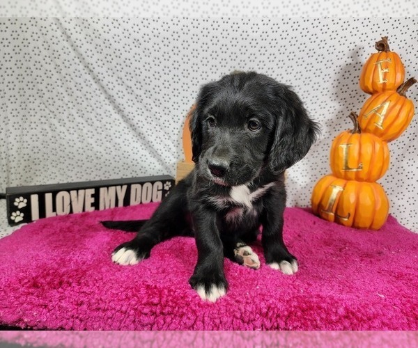 Medium Photo #10 Golden Mountain Dog Puppy For Sale in BLACK FOREST, CO, USA