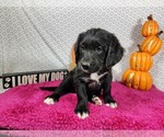 Small #9 Golden Mountain Dog