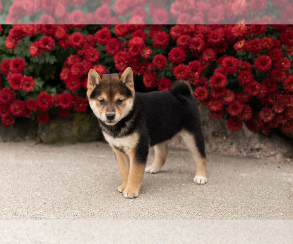 Medium Photo #4 Shiba Inu Puppy For Sale in MILLERSBURG, IN, USA