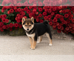 Small #3 Shiba Inu