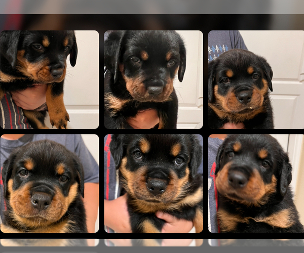 Medium Photo #1 Rottweiler Puppy For Sale in PORTLAND, TX, USA