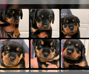 Rottweiler Puppy for sale in PORTLAND, TX, USA