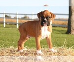Small Photo #5 Boxer Puppy For Sale in CHILHOWEE, MO, USA