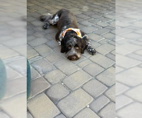 Medium Photo #4 Portuguese Water Dog Puppy For Sale in Chandler, AZ, USA