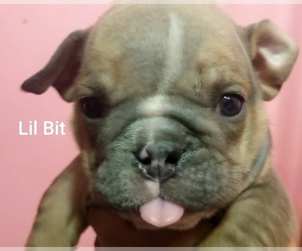 Medium Photo #28 English Bulldog Puppy For Sale in COLUMBUS, OH, USA