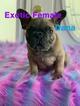 Small Photo #1 French Bulldog Puppy For Sale in FLUSHING, NY, USA
