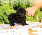 Small #2 Poodle (Toy)