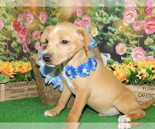 Medium Photo #5 Labrador Retriever Puppy For Sale in HAMMOND, IN, USA