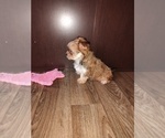 Small #2 Yorkshire Terrier