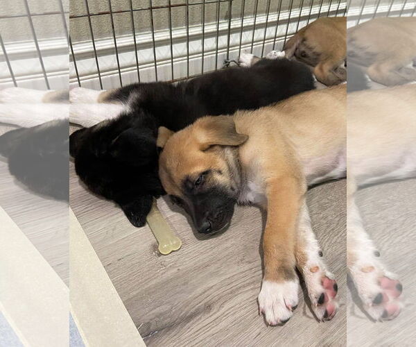 Medium Photo #16 Huskies -Unknown Mix Puppy For Sale in Corona, CA, USA