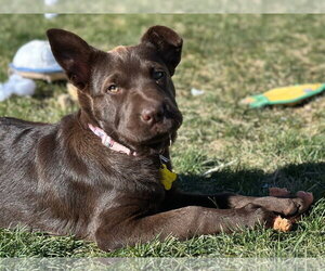 Labrador Retriever-Unknown Mix Dogs for adoption in Sandy, UT, USA