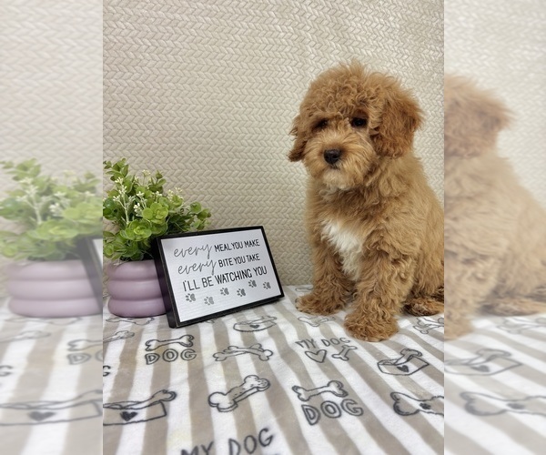 Medium Photo #5 Goldendoodle mix (+ Poodle Miniature) Puppy For Sale in INDIANAPOLIS, IN, USA