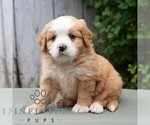 Small #4 Bernese Mountain Dog-Cavalier King Charles Spaniel Mix