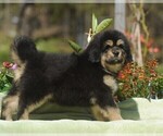 Puppy 7 Tibetan Mastiff