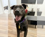 Small #2 Labrador Retriever Mix