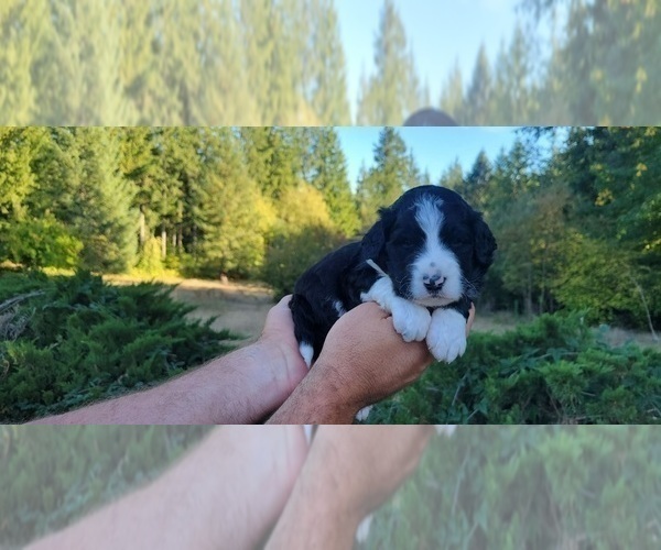 Medium Photo #1 Aussiedoodle Puppy For Sale in YACOLT, WA, USA