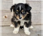 Small Photo #1 Miniature Australian Shepherd Puppy For Sale in MC LEAN, IL, USA