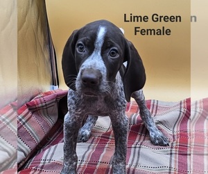 German Shorthaired Pointer Puppy for Sale in BERESFORD, South Dakota USA