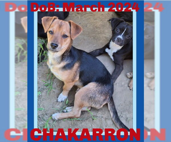 Medium Photo #24 Doxle Puppy For Sale in Sebec, ME, USA