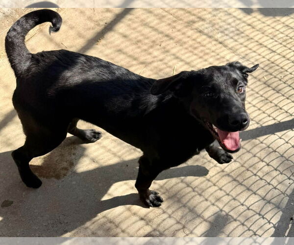 Medium Photo #3 Labrador Retriever-Unknown Mix Puppy For Sale in Canton, CT, USA