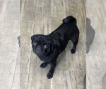 Small #3 Pug