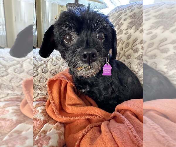 Medium Photo #2 Maltese-Unknown Mix Puppy For Sale in Mundelein, IL, USA