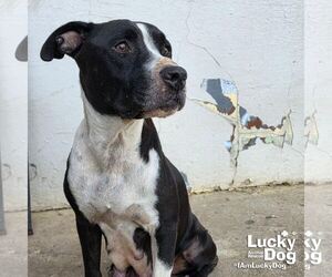 Snookie - Female Mutt Dog for Adoption - Photo #3