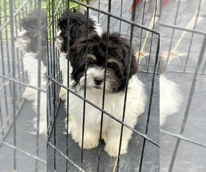 Zuchon Puppy for sale in MOUNT PLEASANT, MI, USA